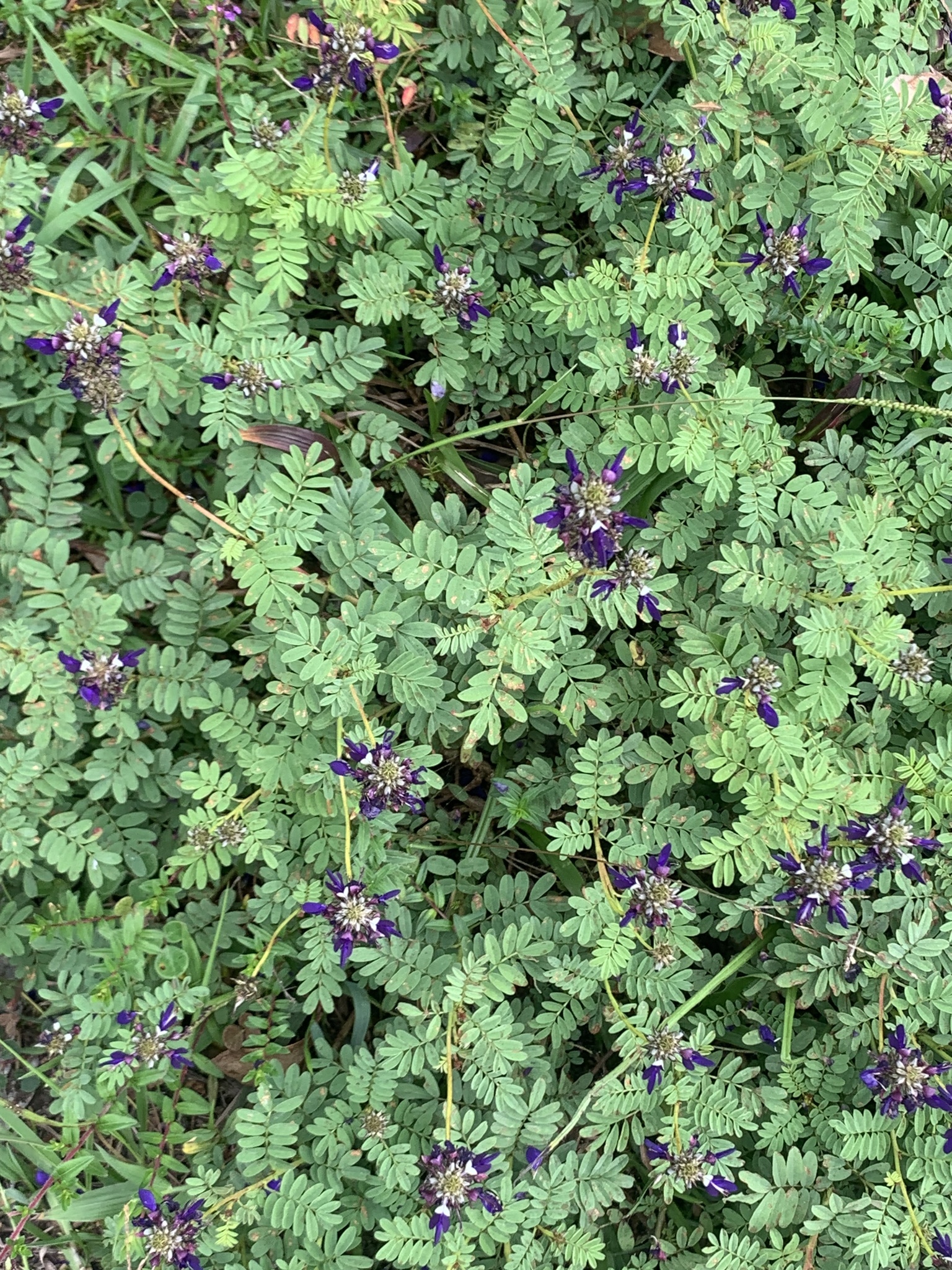 Dalea image