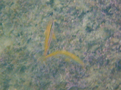 Parupeneus biaculeatus