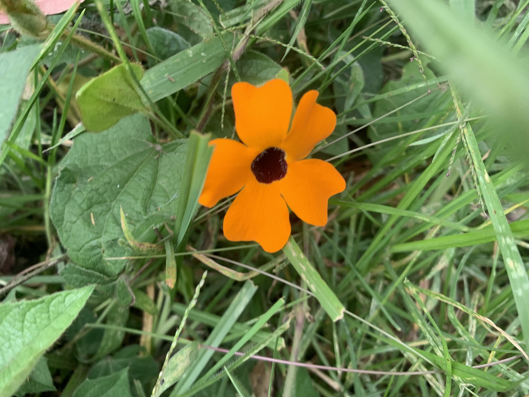 Thunbergia alata image