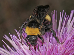 Bombus pensylvanicus image