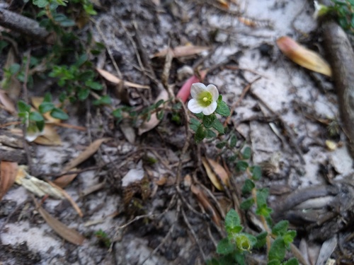 Mitrasacme pilosa (Mitrasacme pilosa)