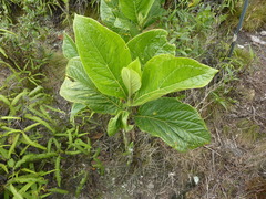 Macrocarpaea macrophylla
