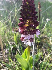Orchis purpurea