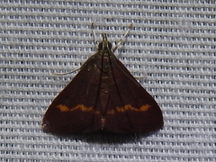 Pyrausta pseuderosnealis