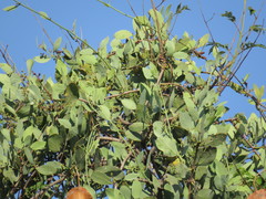 Struthanthus interruptus