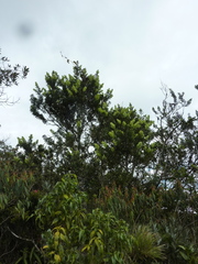 Podocarpus oleifolius