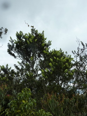 Podocarpus oleifolius
