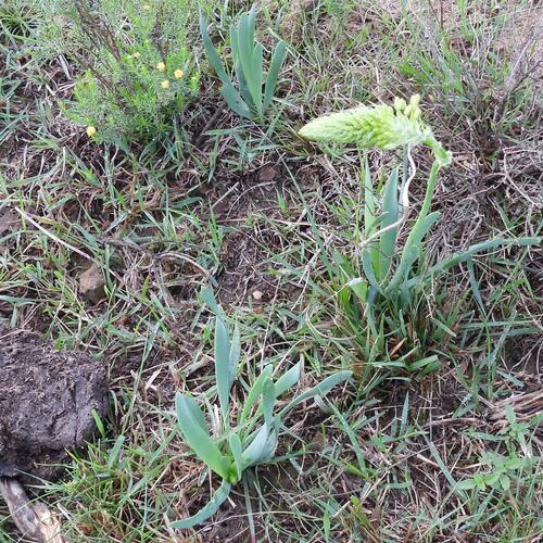 Bulbine narcissifolia