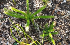 Asparagus stipulaceus