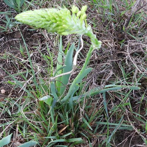 Bulbine narcissifolia