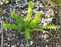 Asparagus stipulaceus