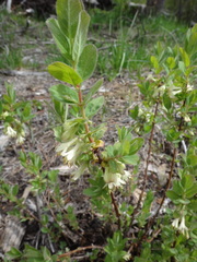 Lonicera caerulea cauriana