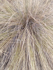Muhlenbergia macroura