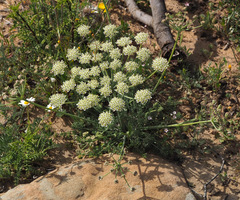 Zosima absinthifolia
