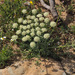 Zosima absinthifolia - Photo (c) Ron Frumkin, some rights reserved (CC BY-NC), uploaded by Ron Frumkin