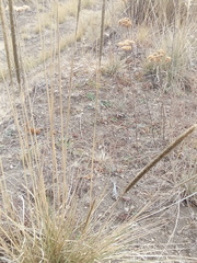 Muhlenbergia macroura