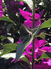 Callophrys xami xami