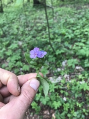 Pulmonaria officinalis