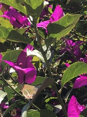 Callophrys xami xami