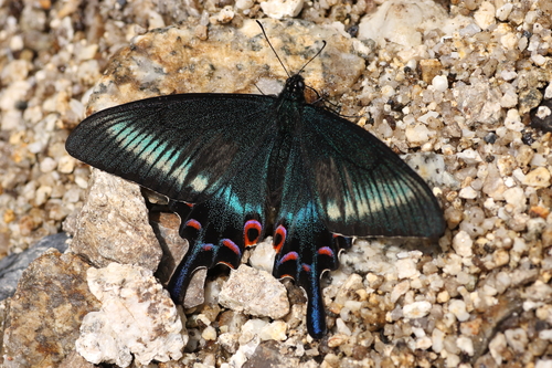 Alpine Black Swallowtail
