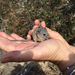Northern Baja Deer Mouse - Photo (c) mstepek, some rights reserved (CC BY-NC), uploaded by mstepek