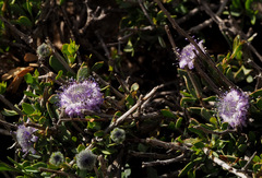 Globularia arabica