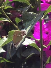 Callophrys xami xami