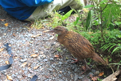 Gallirallus australis scotti