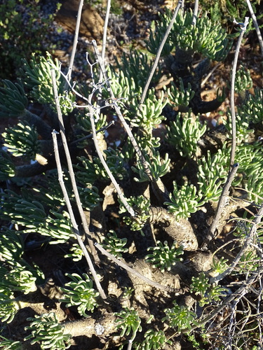 Tylecodon cacaliodes