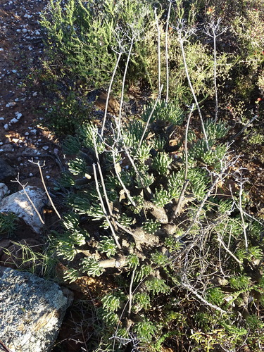 Tylecodon cacaliodes
