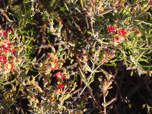 Delosperma multiflorum (Delosperma multiflorum)