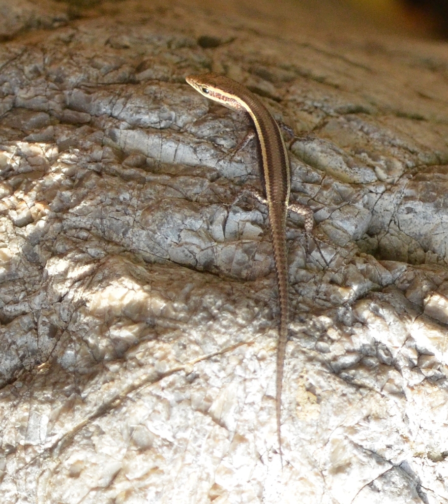 Yule Island Snake-eyed Skink