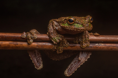 Rio Cauca Fringe-Limbed Tree Frog photo 1