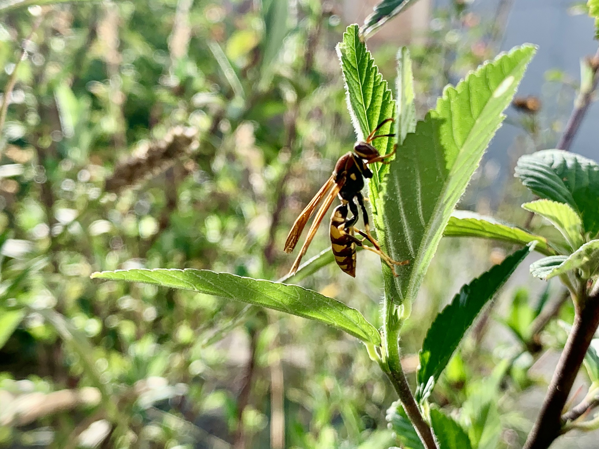 Polistes image