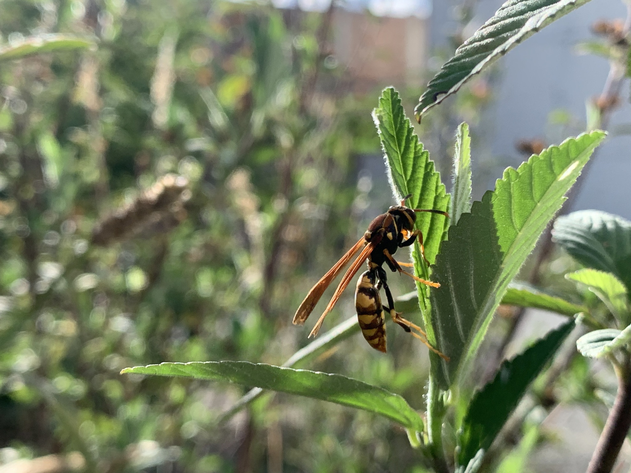 Polistes image