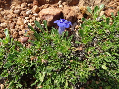 (c) Shaun Swanepoel, some rights reserved (CC BY) Aptosimum procumbens, photograph (c) Shaun Swanepoel, some rights reserved (CC BY)
