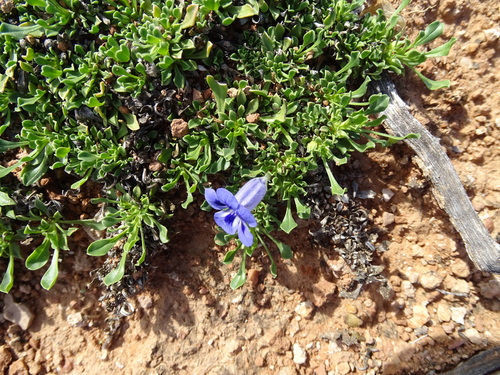 Aptosimum procumbens, photograph 6