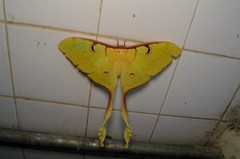 Actias maenas