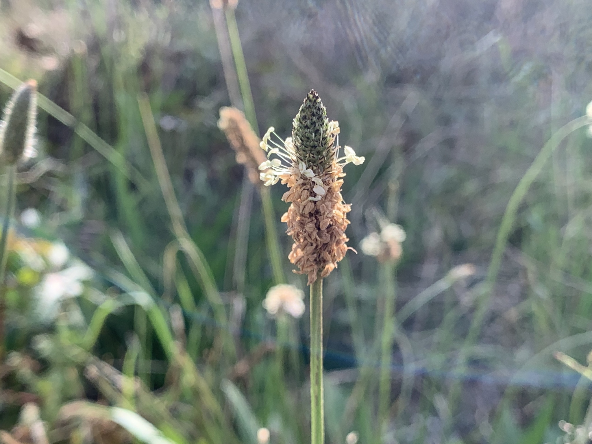 Plantago lanceolata image