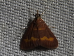Pyrausta pseuderosnealis