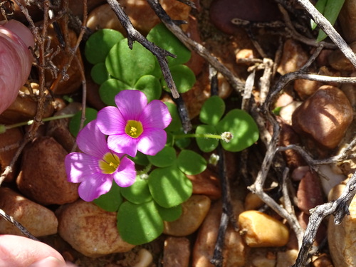 Image of Oxalis depressa by (c) Shaun Swanepoel, some rights reserved (CC BY)