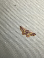 Lophosis labeculata