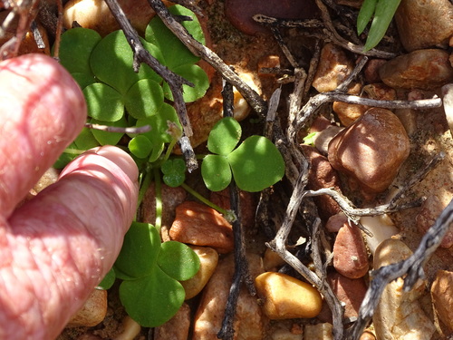 Image of Oxalis depressa by (c) Shaun Swanepoel, some rights reserved (CC BY)