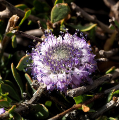 Globularia arabica