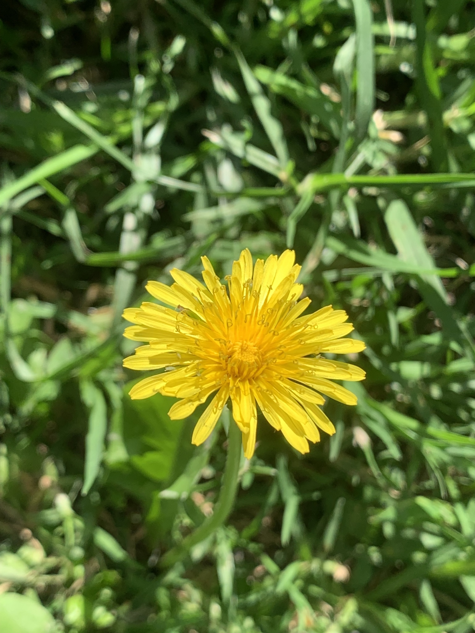 Taraxacum officinale image