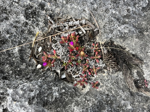 Image of Lampranthus ceriseus by (c) Charleen Brunke, some rights reserved (CC BY)