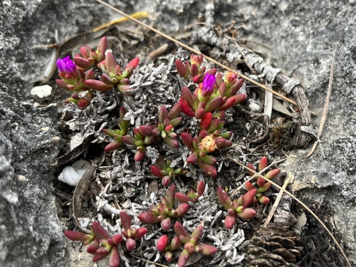 Image of Lampranthus ceriseus by (c) Charleen Brunke, some rights reserved (CC BY)