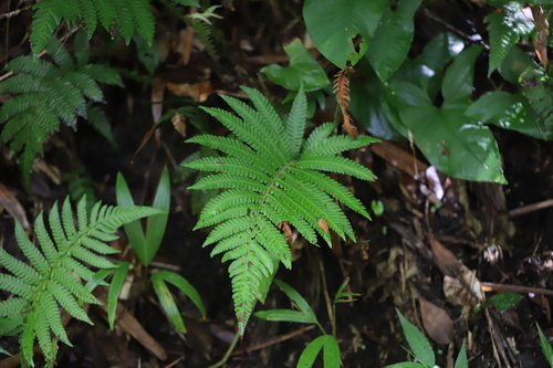 Image of Steiropteris deltoidea by (c) Steven Bodzin, some rights reserved (CC BY)