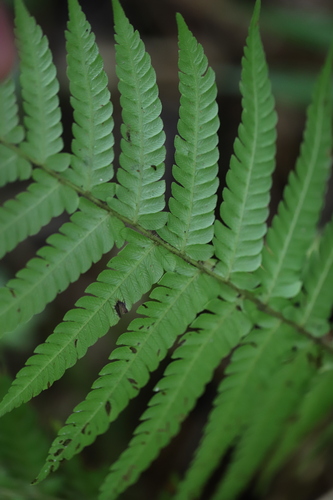 Image of Steiropteris deltoidea by (c) Steven Bodzin, some rights reserved (CC BY)