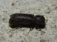 Amphicerus bicaudatus